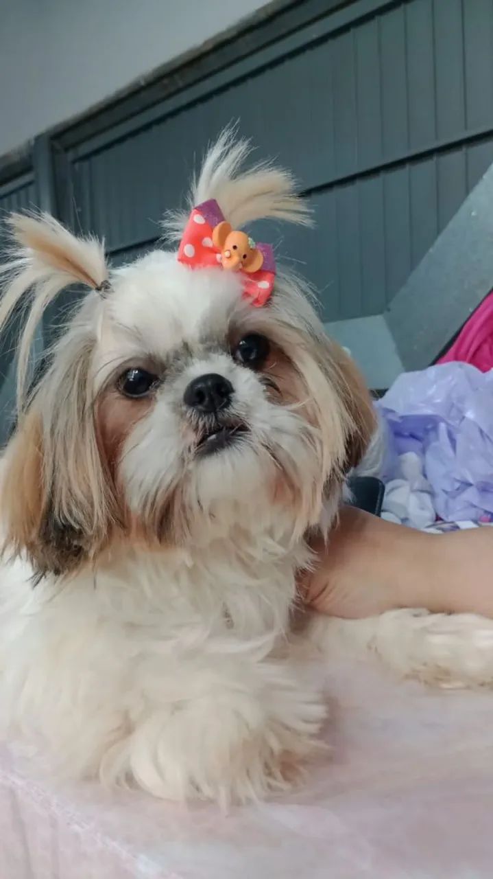 Filhotes de SHITZU mini