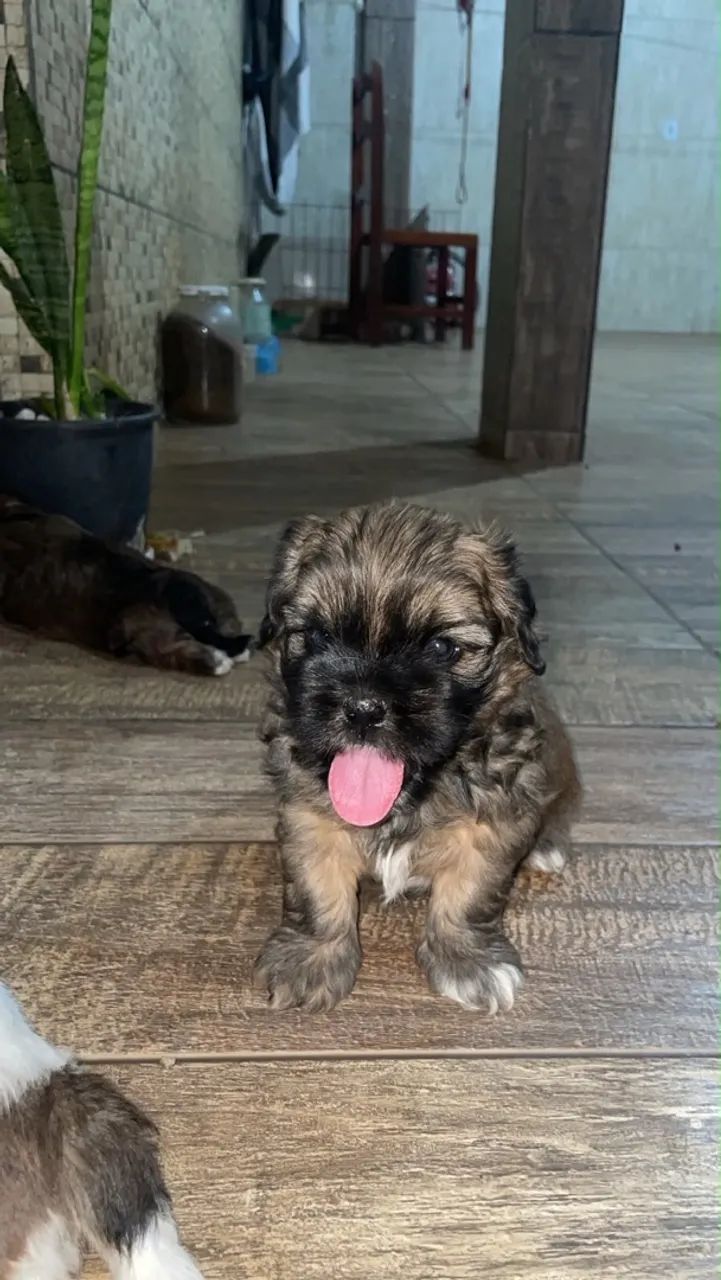 Shitzu  - Foto 3