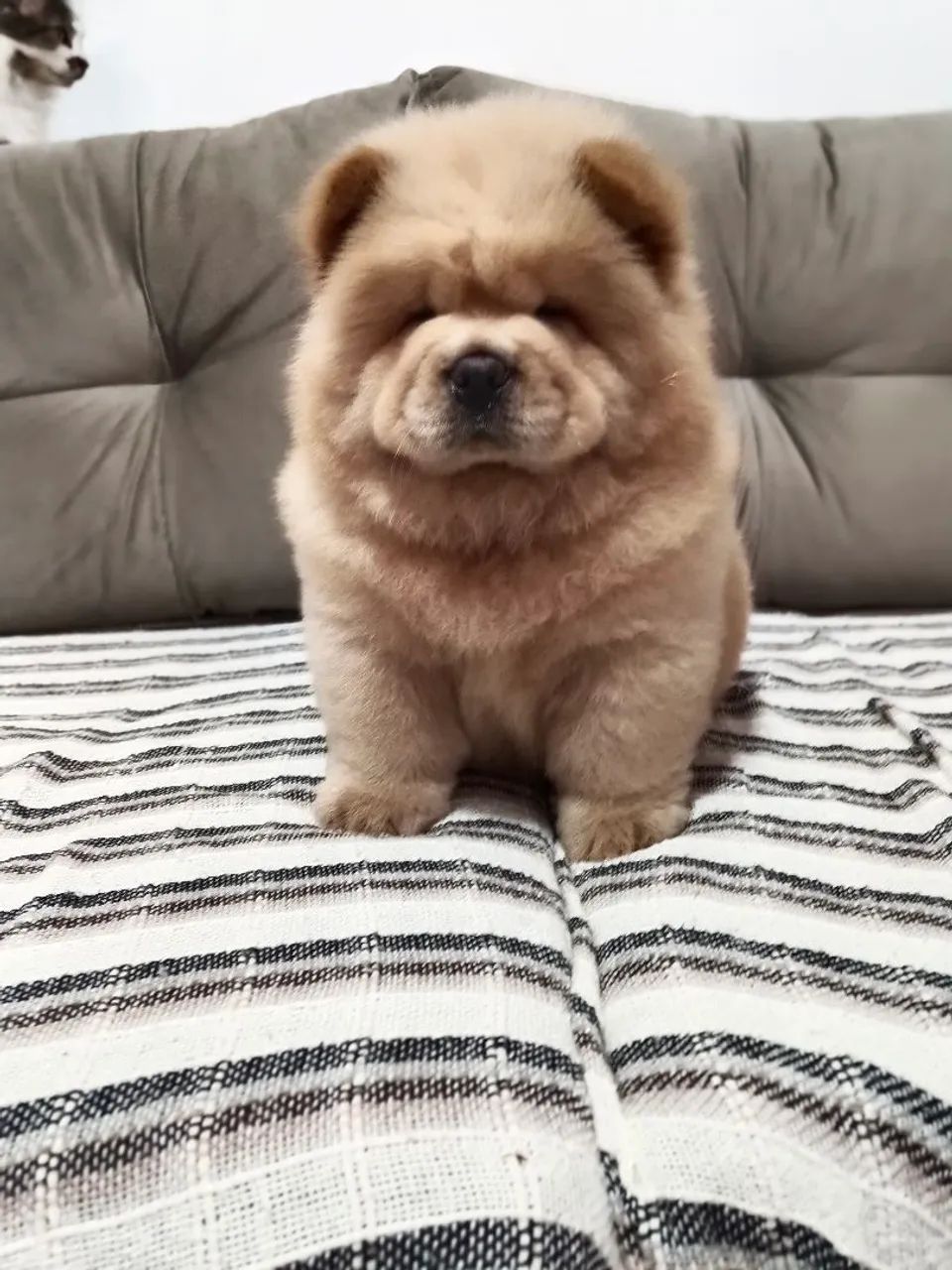Chow Chow Americano - Foto 2