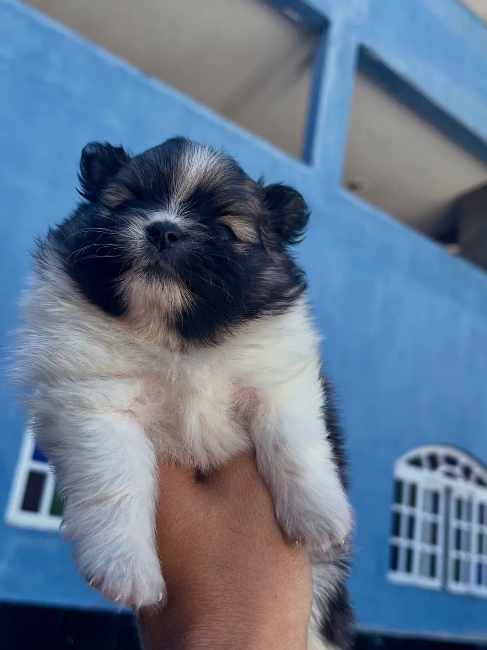 Spitz alemão anão  - Foto 2