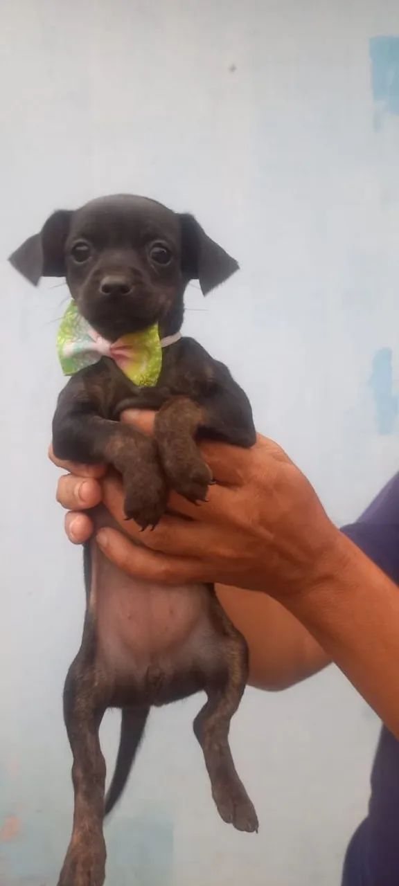 Cachorro pischer filhotes - Foto 3