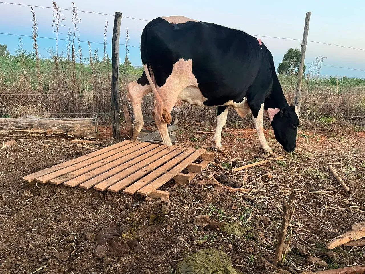 Vacas - Foto 2