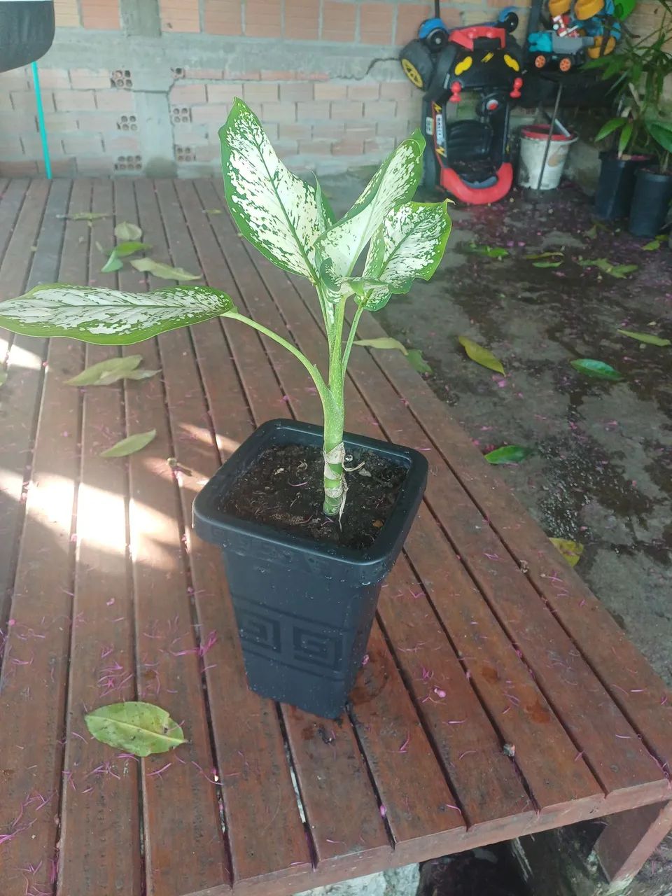 Comigo ninguém pode - Foto 2