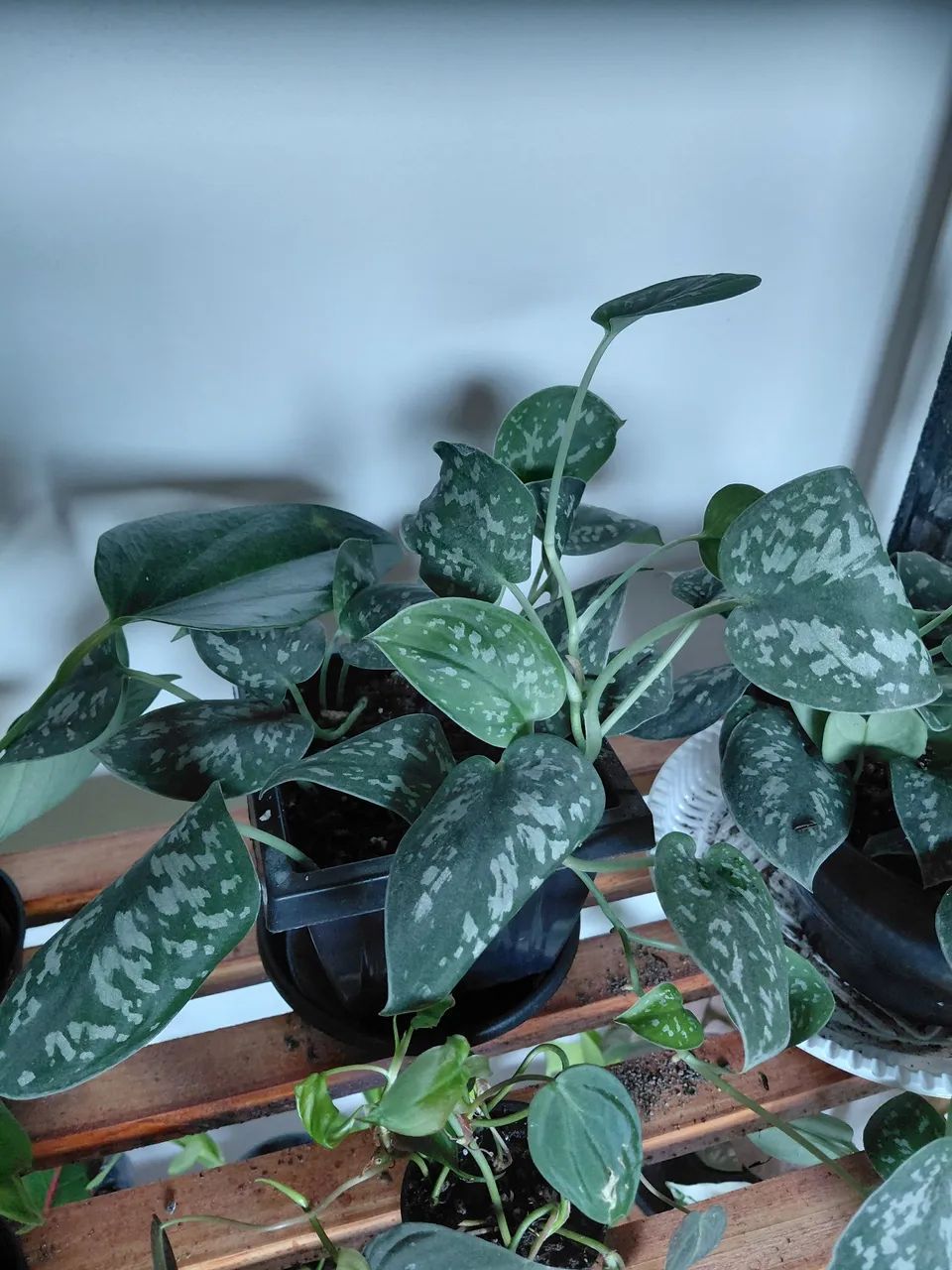 Plantas - Foto 4