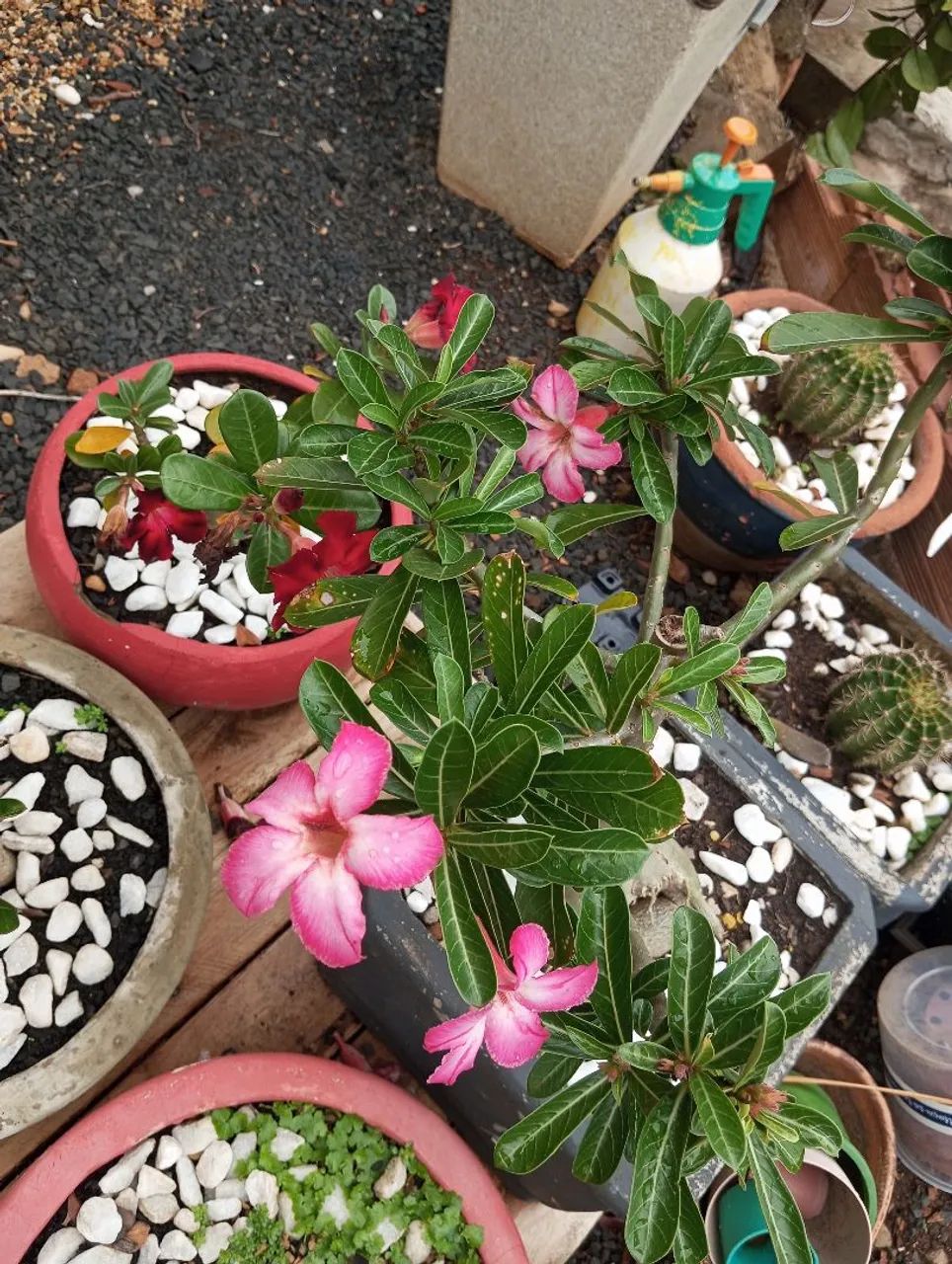 Rosa do deserto com vaso  - Foto 4