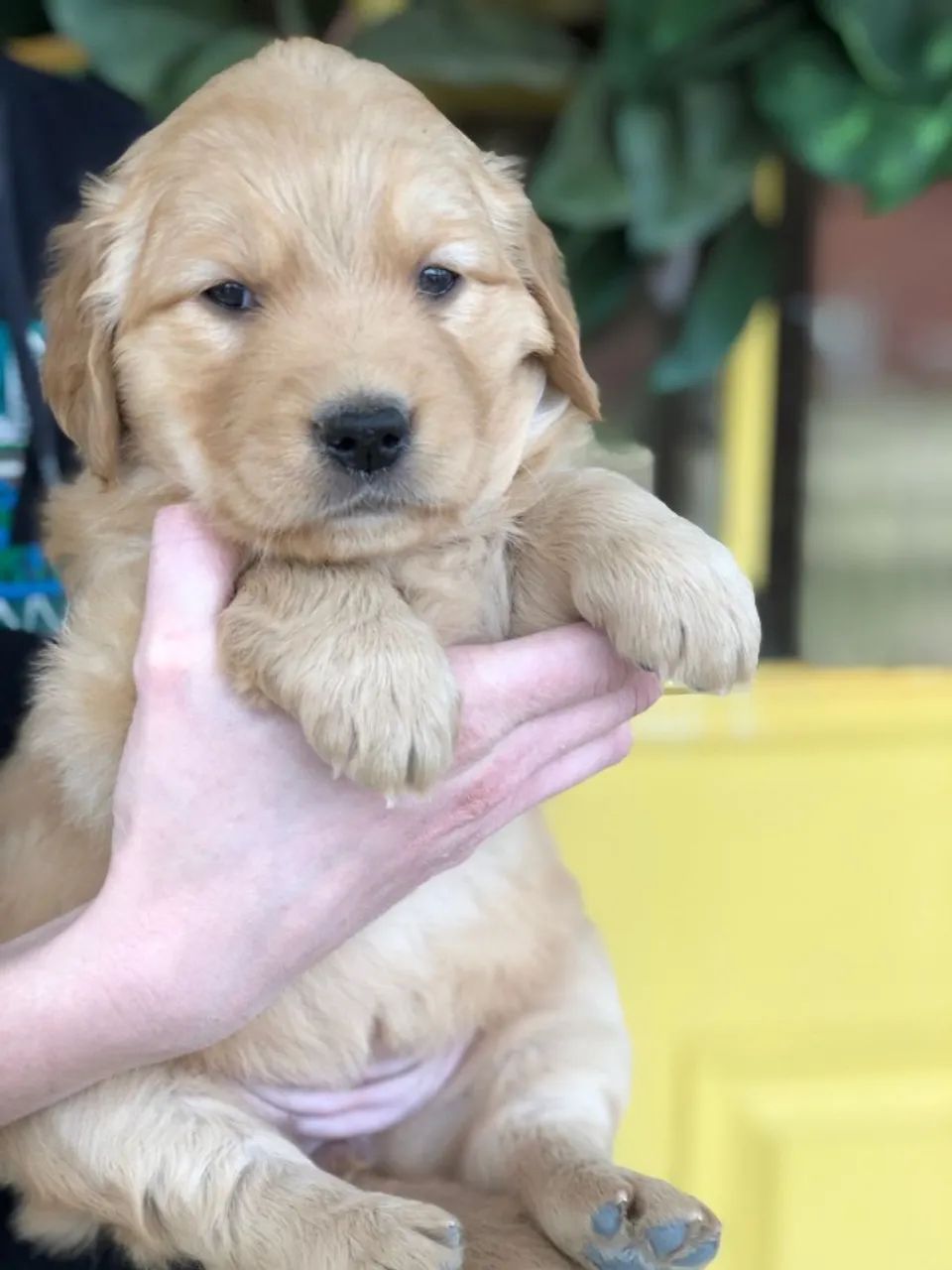 Golden retriever lindo e docil 