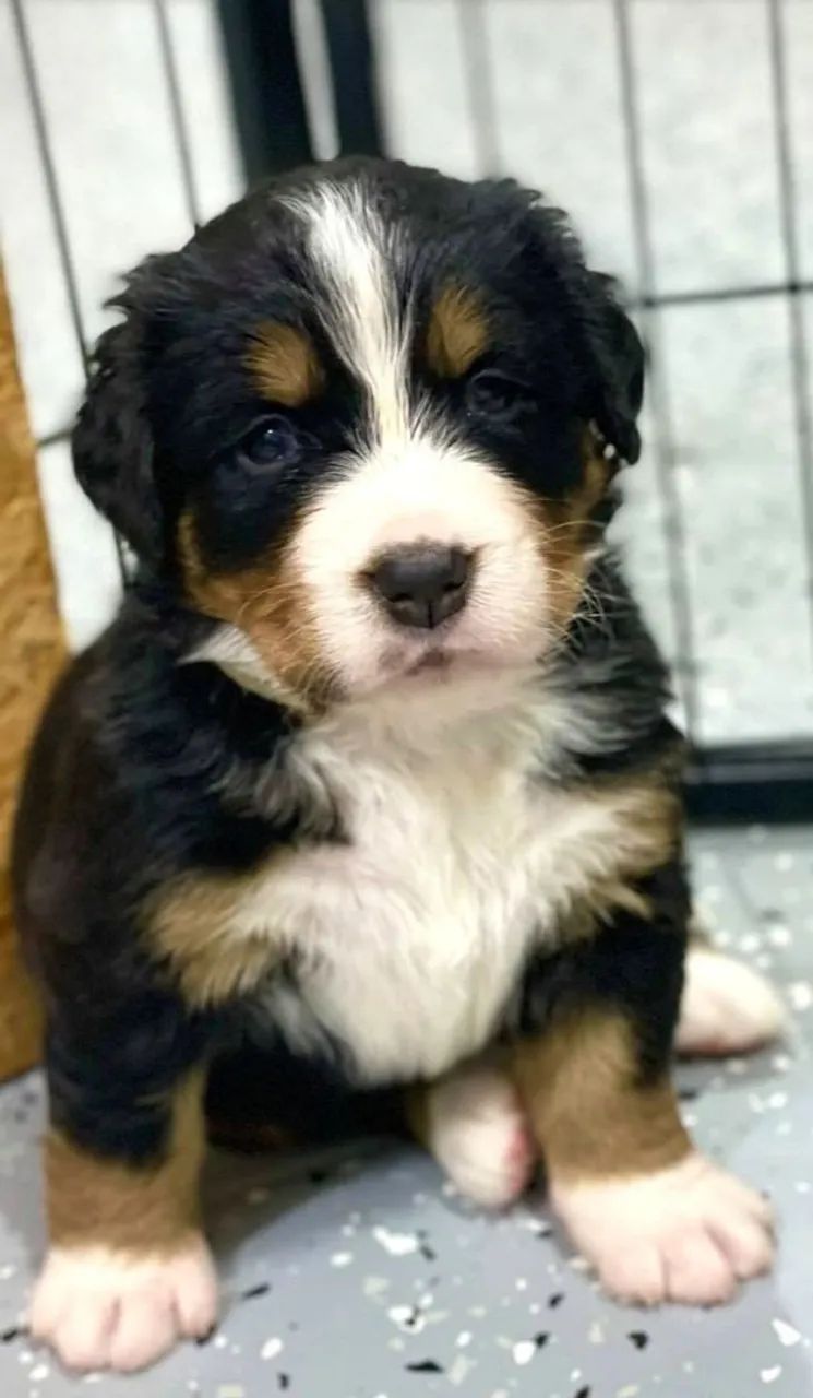 Filhote de bernese mountain o gigante mais fofo para casais apaixonados 