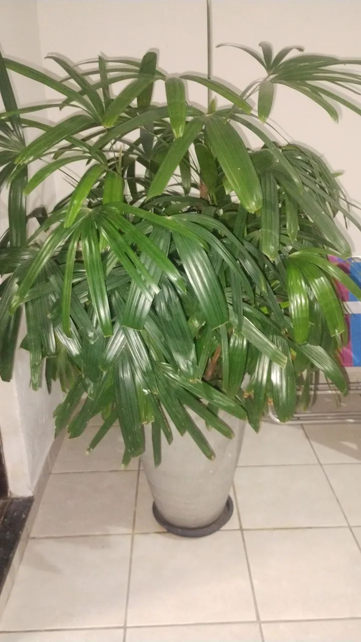 Planta Rafis - Foto 2