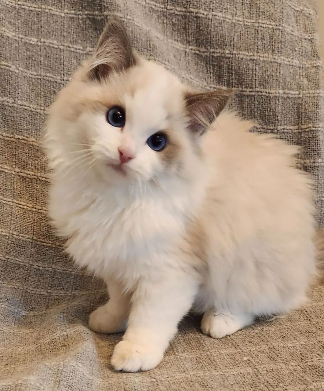 Filhote Ragdoll  - Foto 3