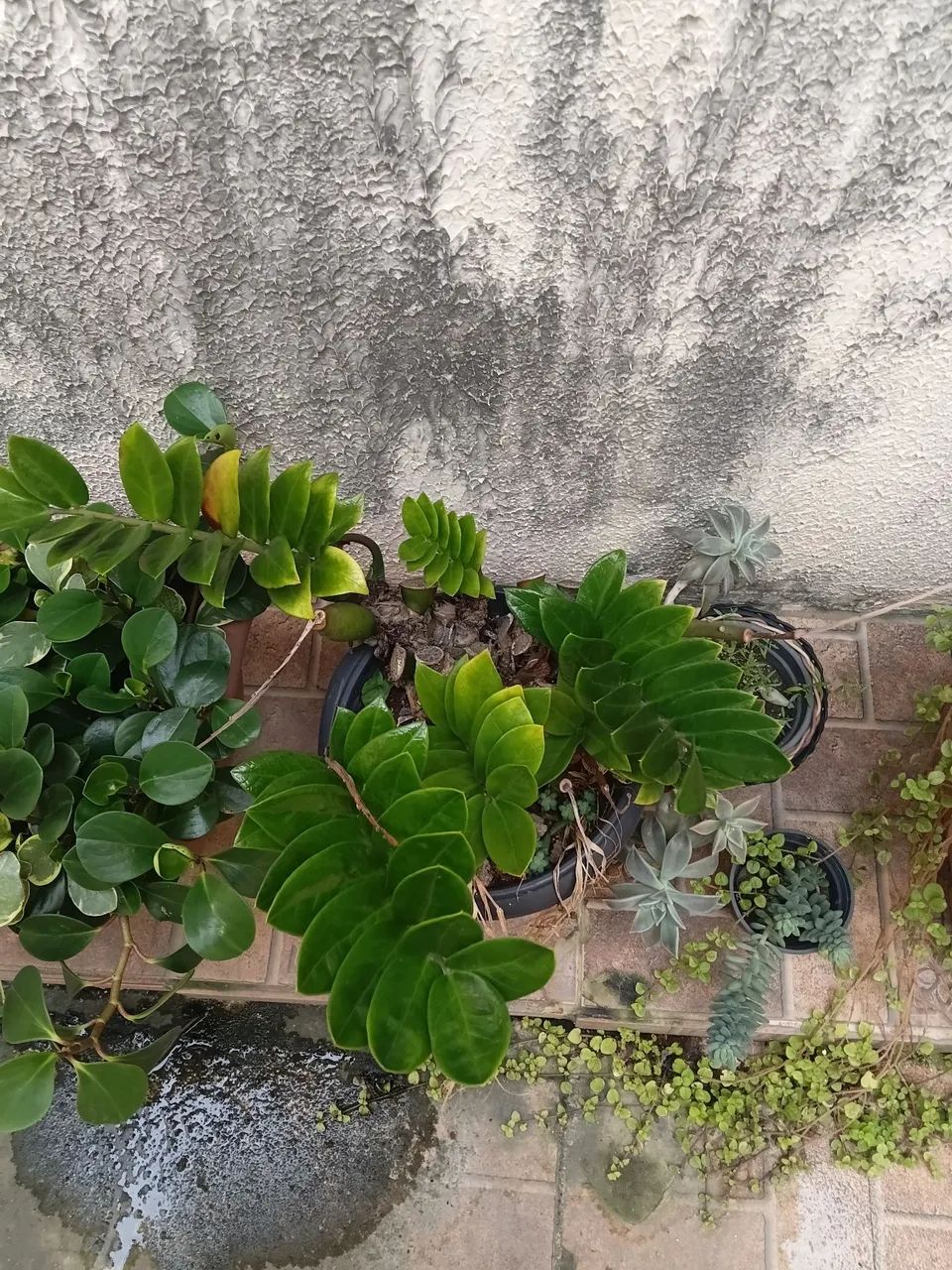 Plantas  - Foto 3