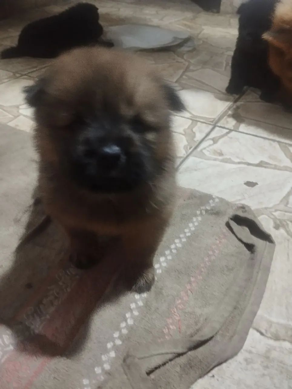 Vende se filhote de Chow Chow despenco curiosidade 