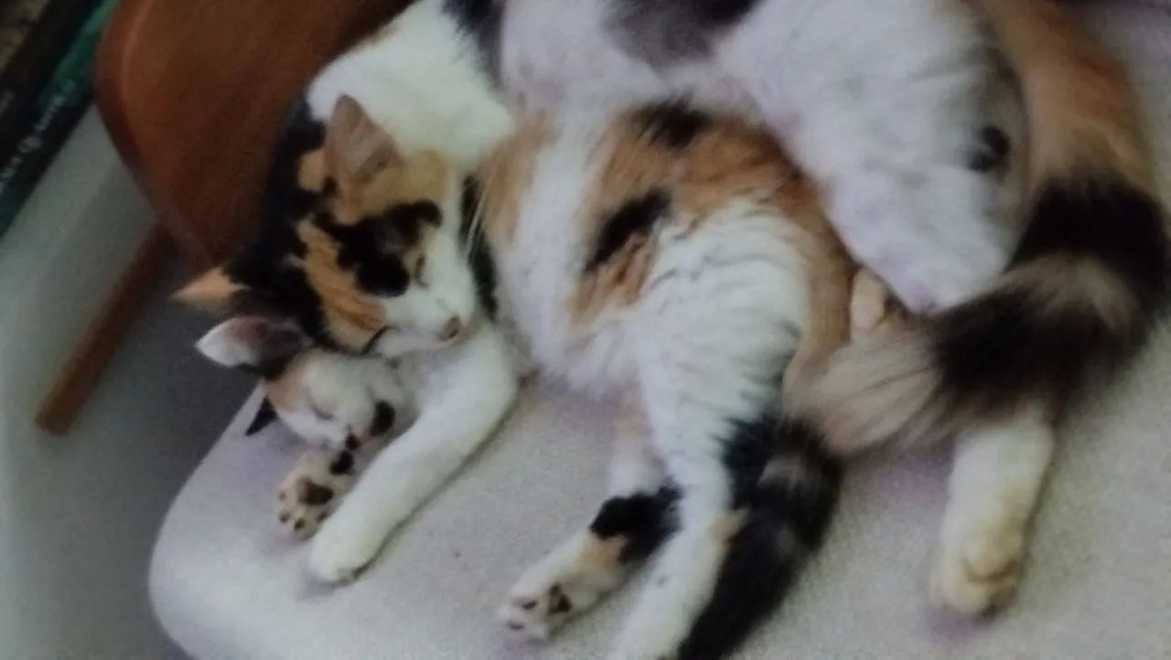 Casal de gatinhos - Foto 3
