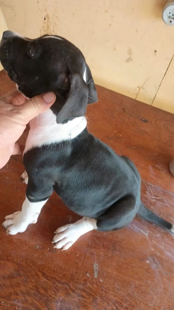 Cachorro  - Foto 5