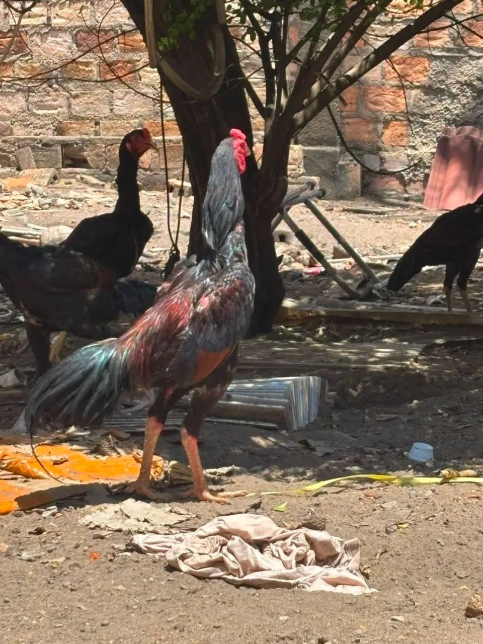 Galo carioca  - Foto 3