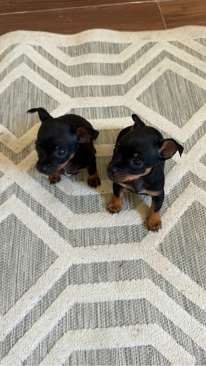 Pinscher miniaturas 