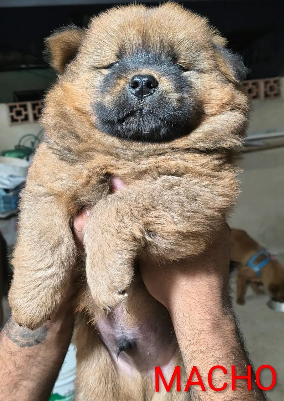 Chow Chow  - Foto 2