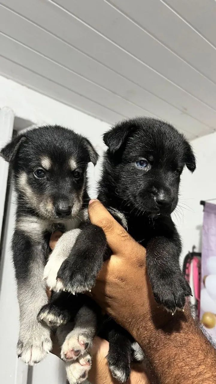 Vendo husky siberiano  - Foto 3