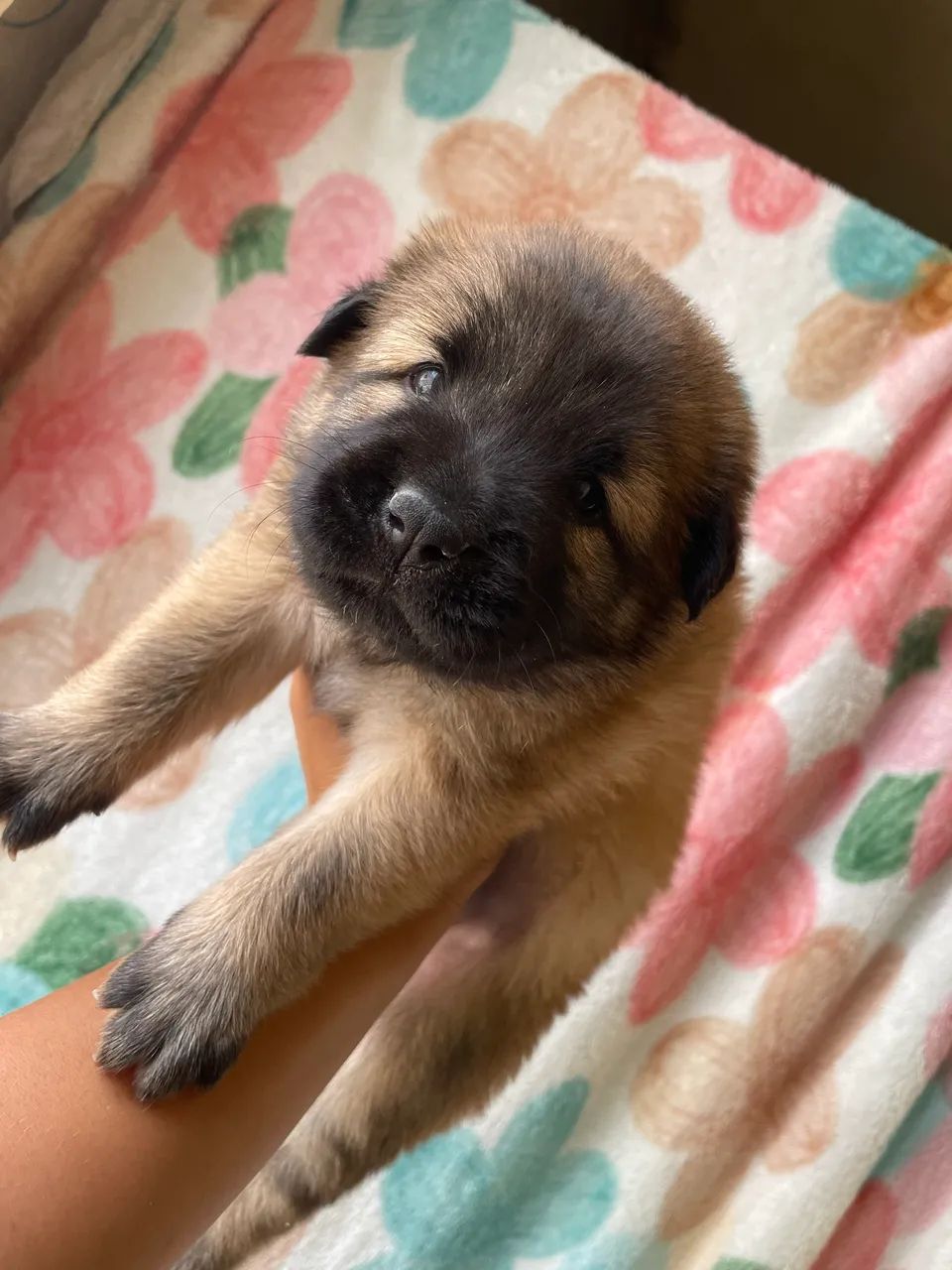 Chowchow
