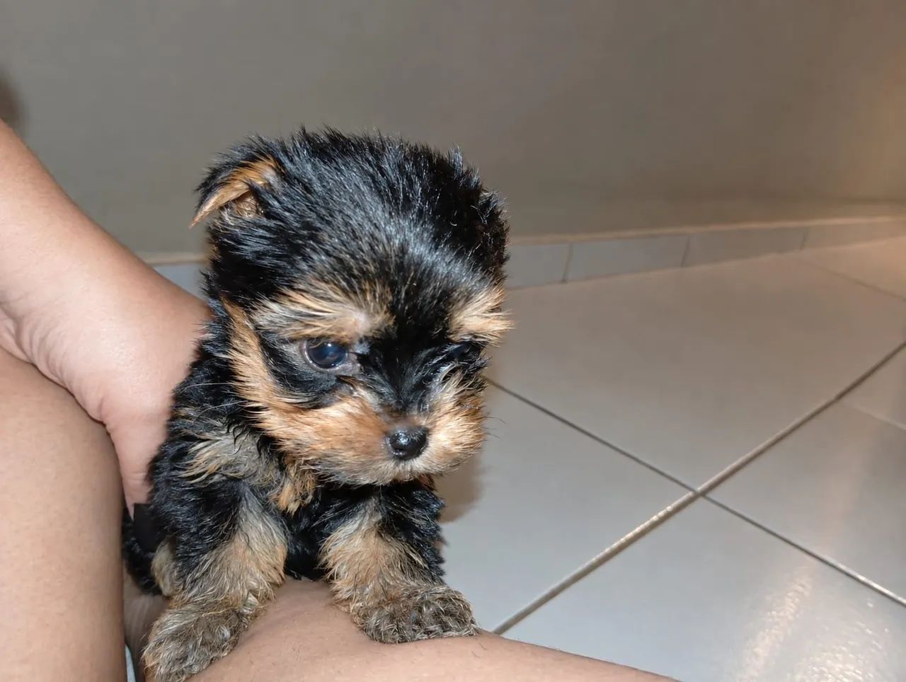 YORKSHIRE TERRIER  - Foto 3