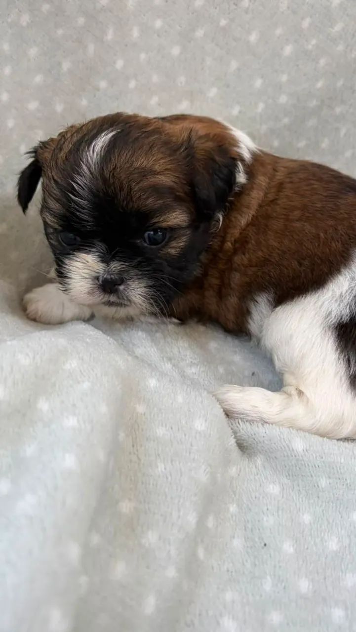 ShihTzu Macho disponível  - Foto 4