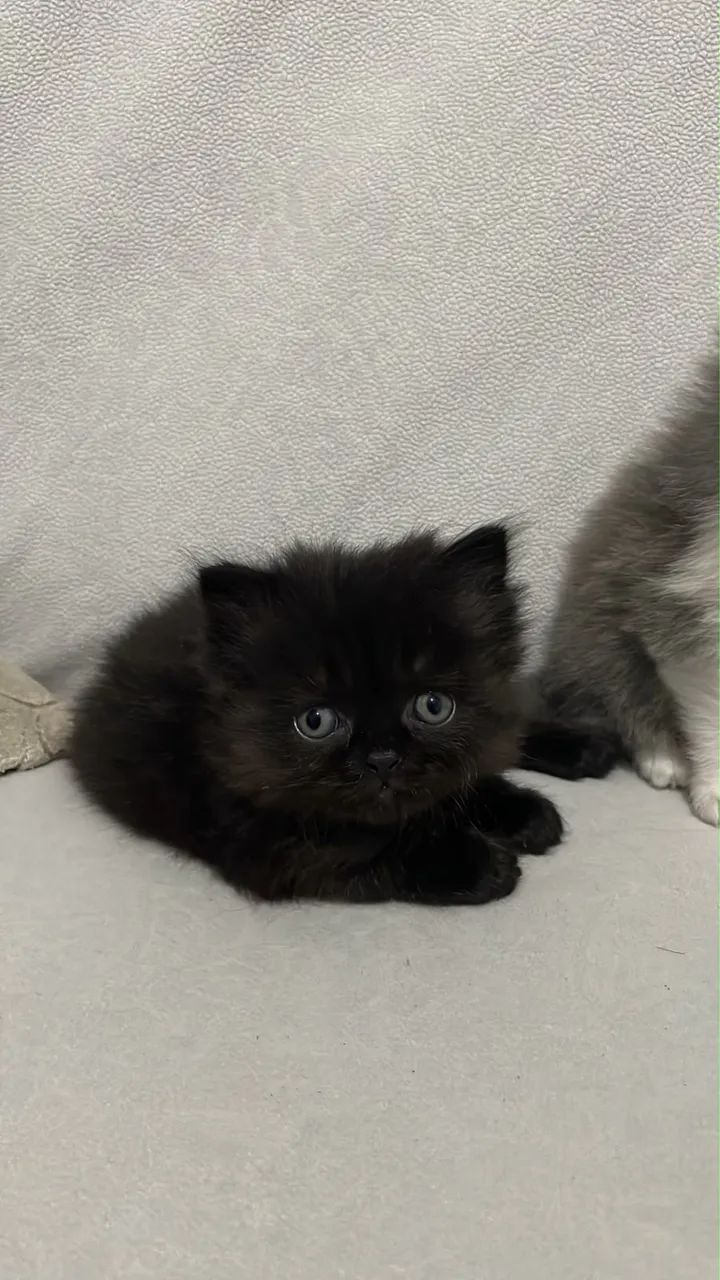 Gato persa - Foto 3