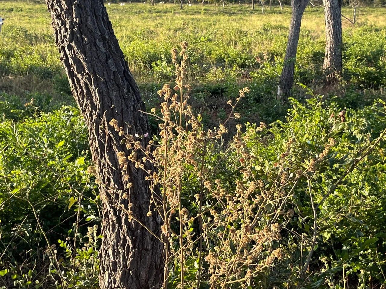Fazenda á venda  - Foto 4