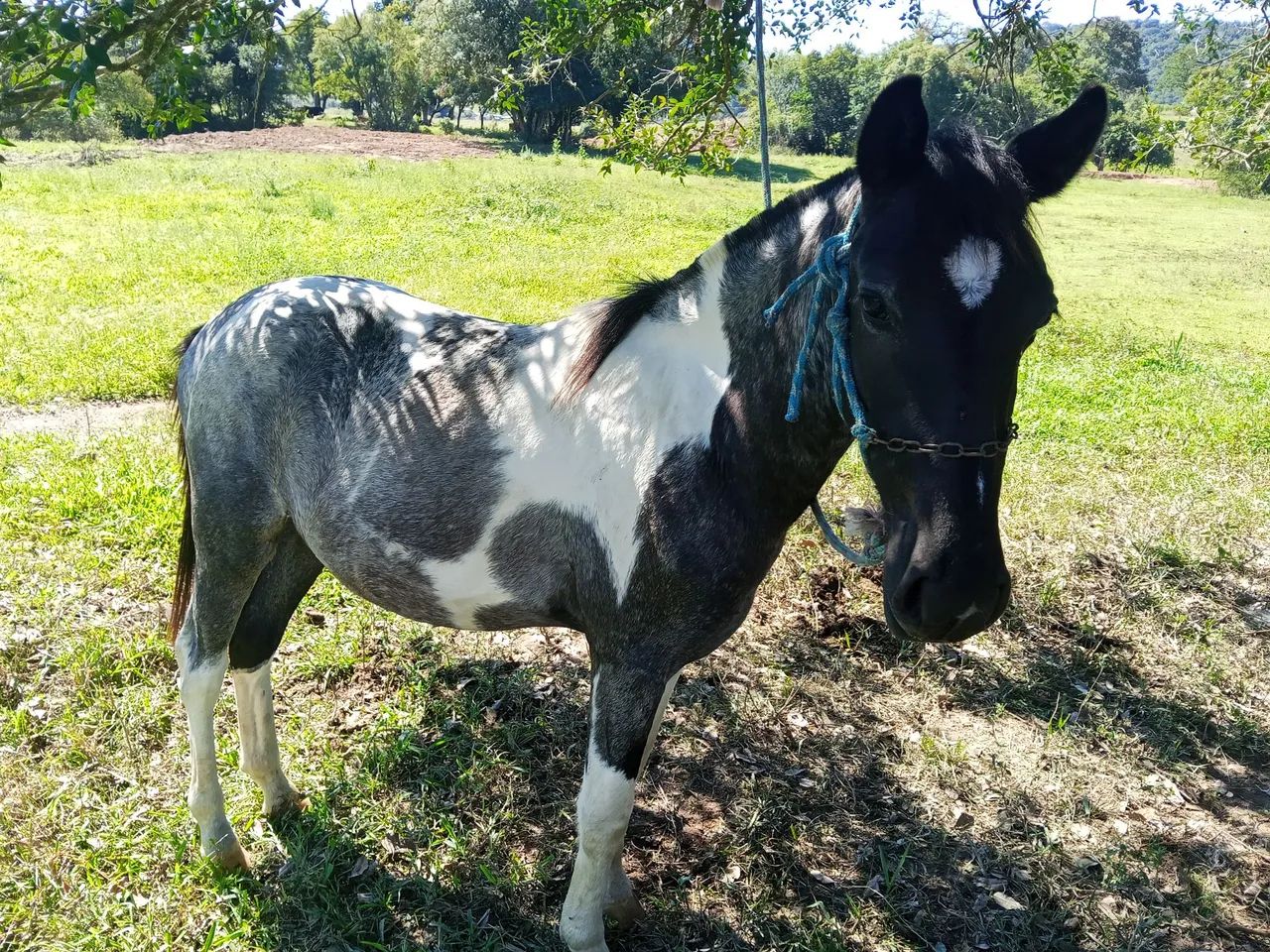Potro diferenciado - Foto 3