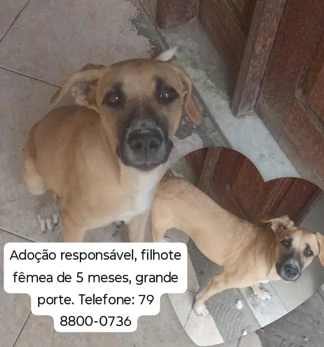 Cadela adoção responsável  - Foto 3