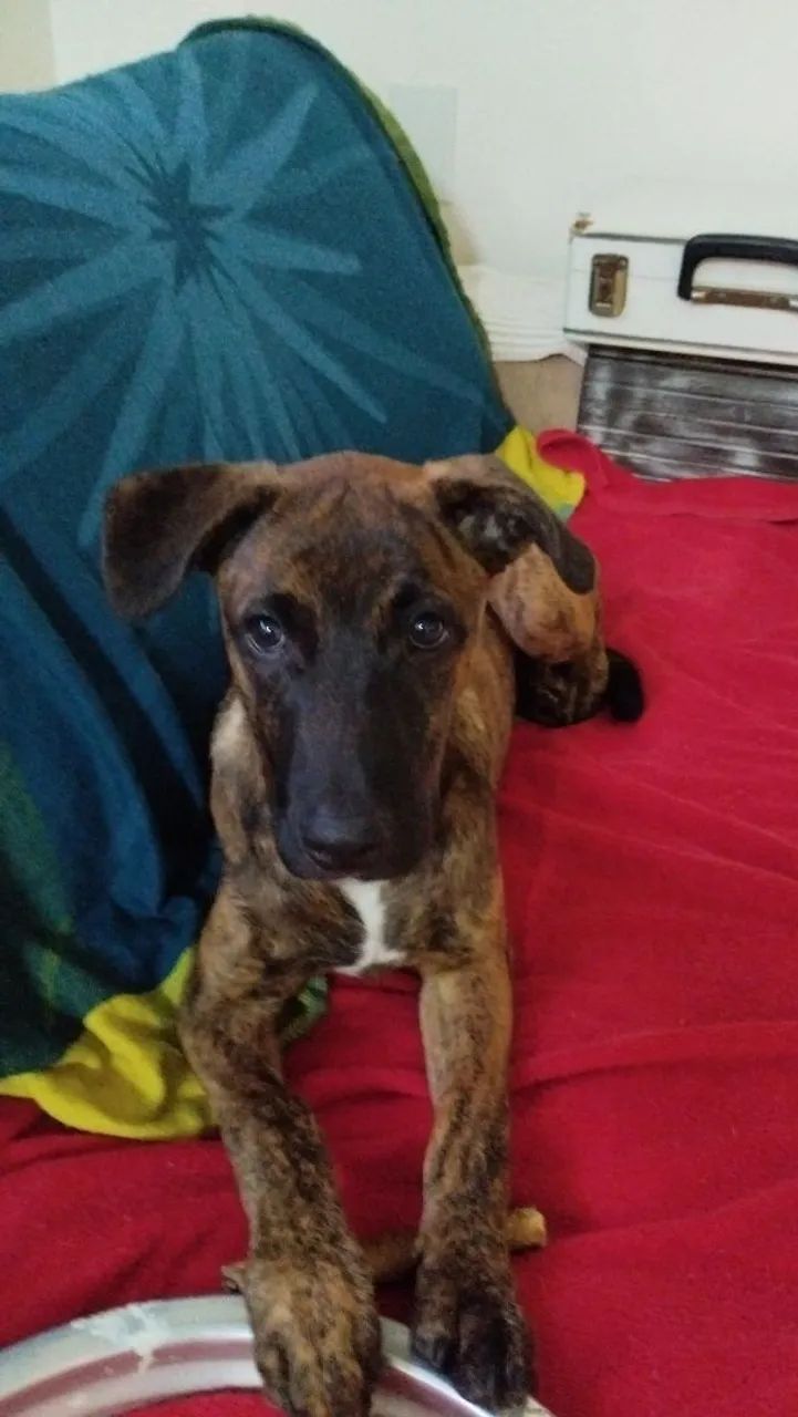 Doação de cão filhote