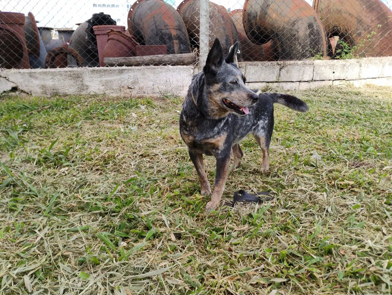 Doação cachorra  - Foto 2