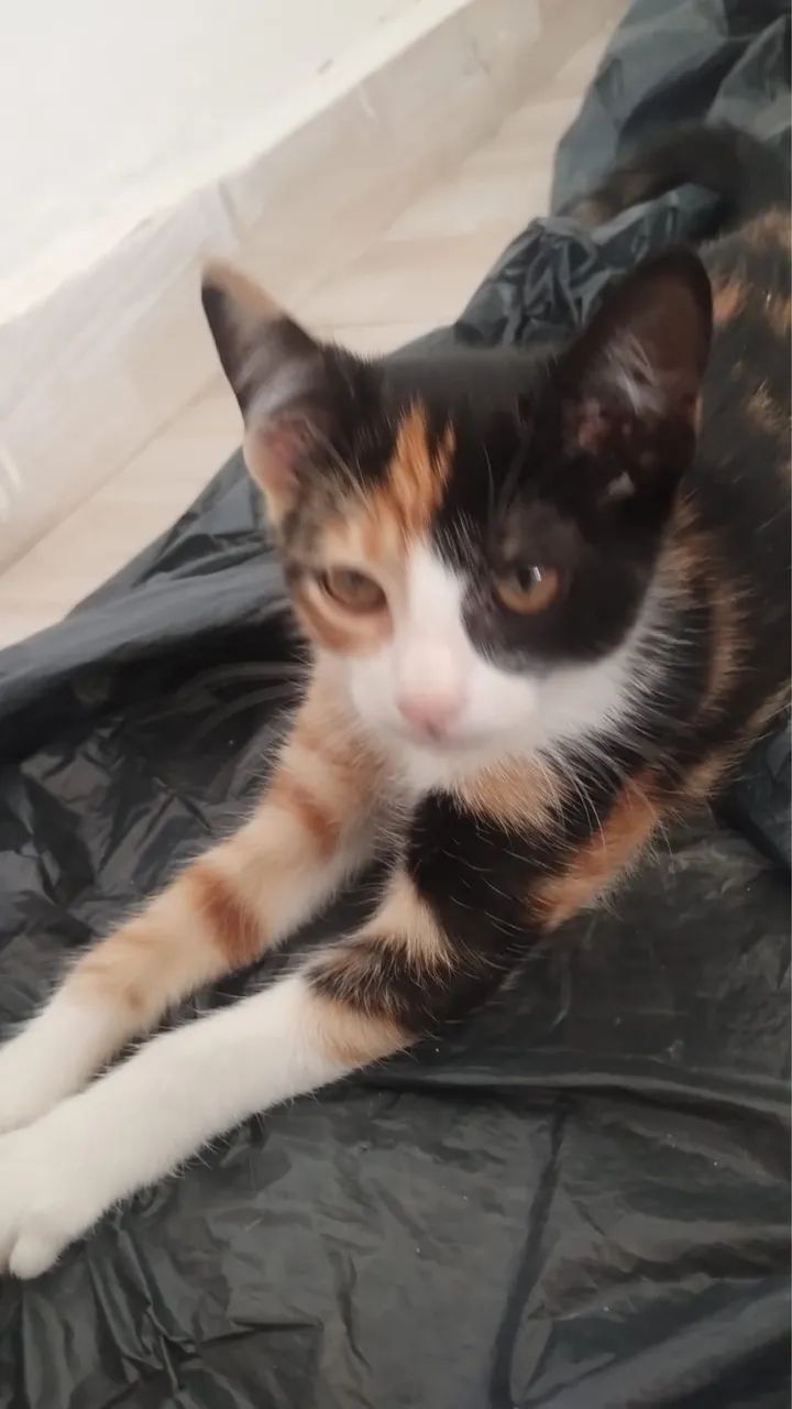 Doação de gatinhos  - Foto 2