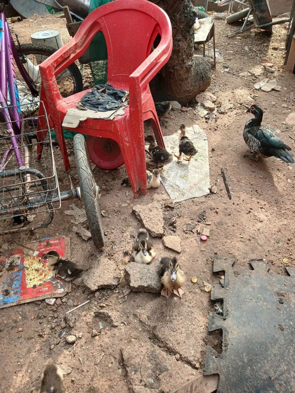 Patos - Foto 5