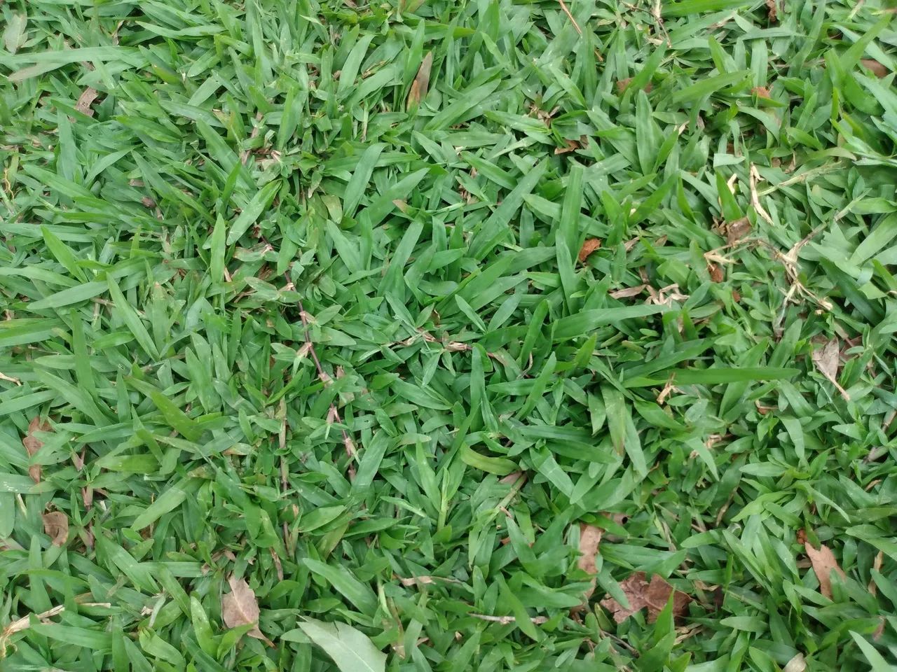 Grama São Carlos Plus direto do Produtor  - Foto 2