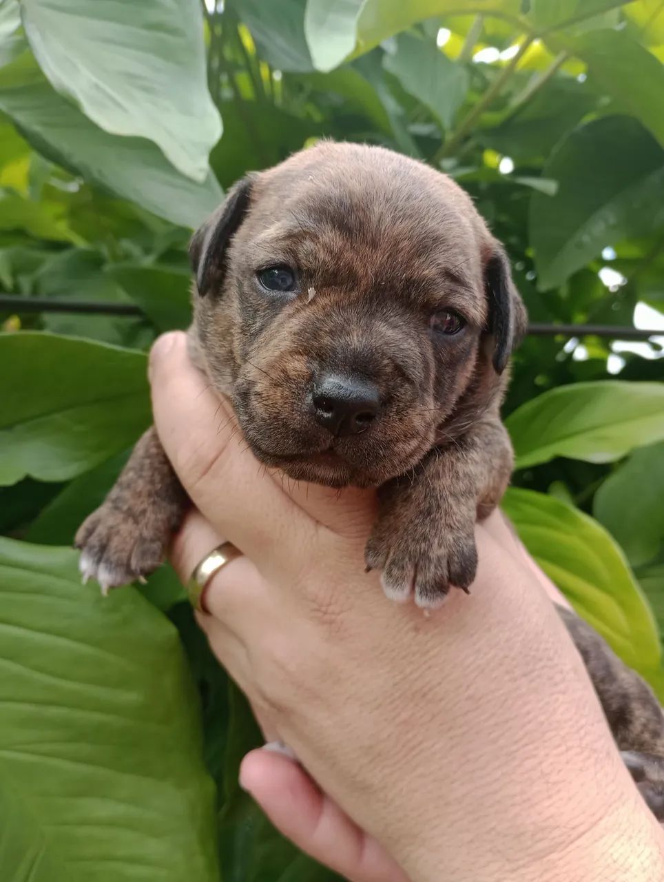 Cachorro  - Foto 3