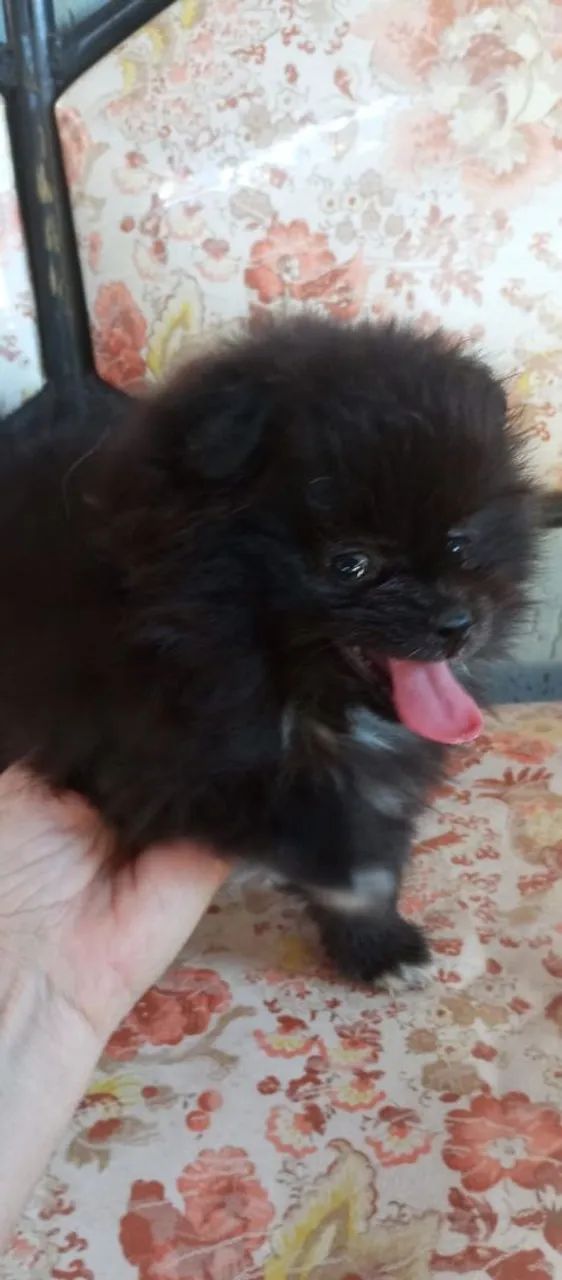 Spitz alemão - Foto 3
