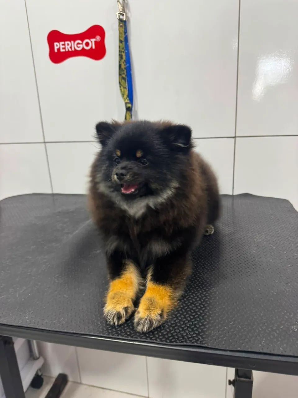 Spitz - Foto 5
