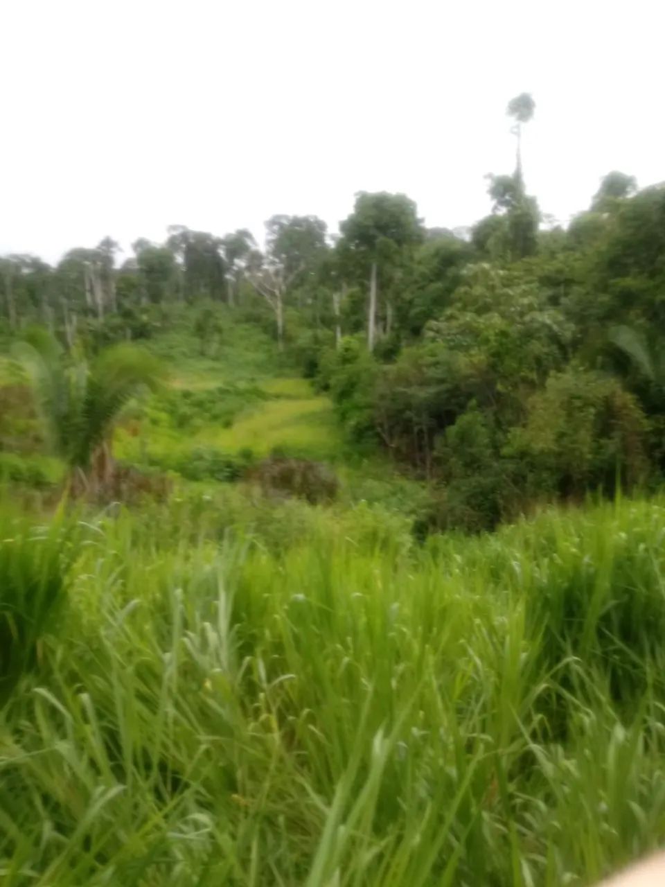 Vendo 632 hectares 650.000,00 tel. * - Foto 4