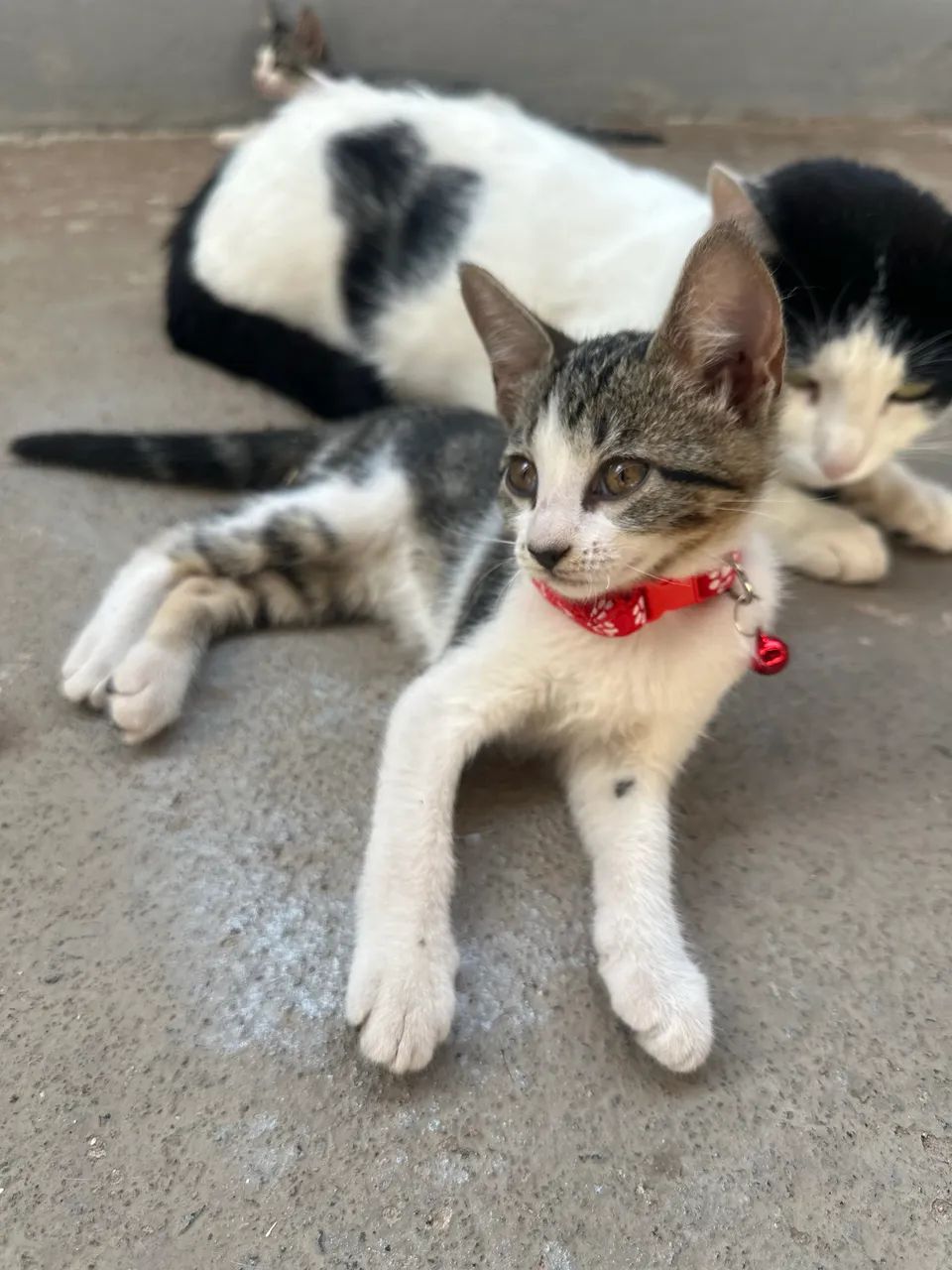 Doação de gatinhos 
