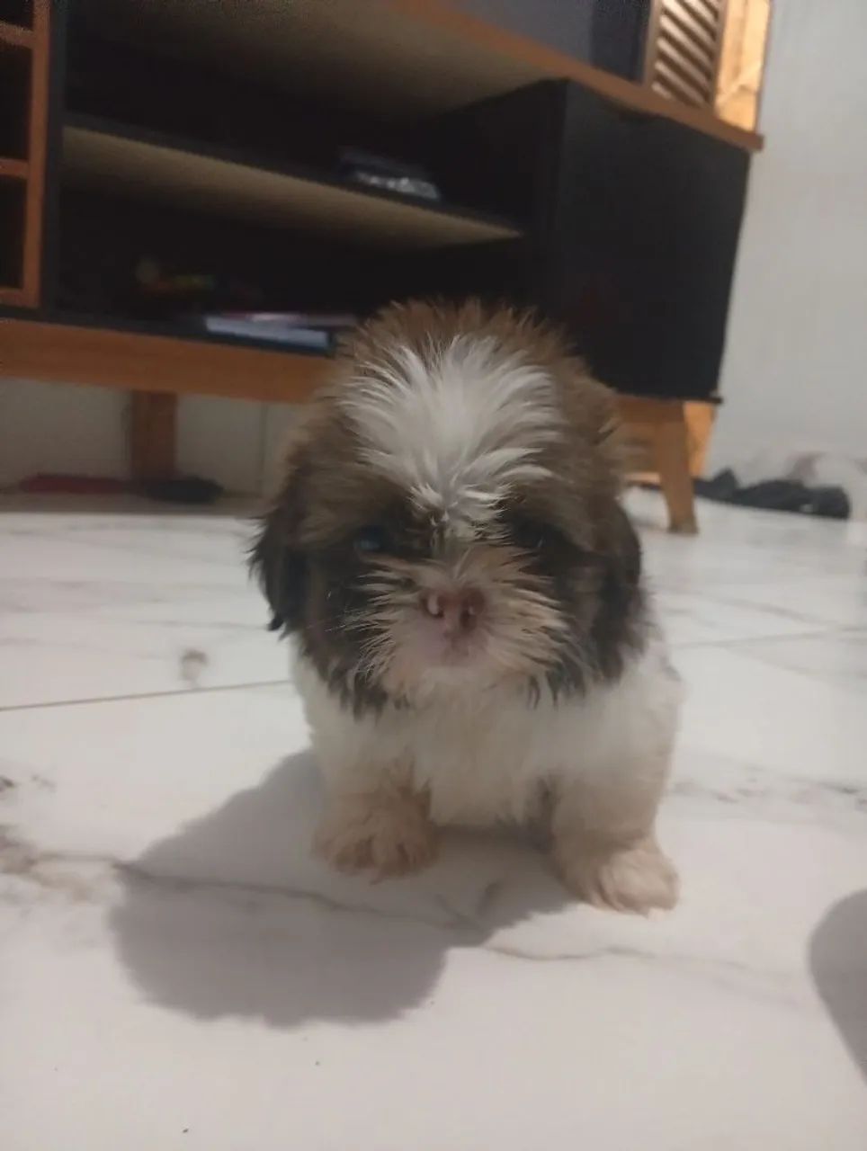 Shitzu mini - Foto 3