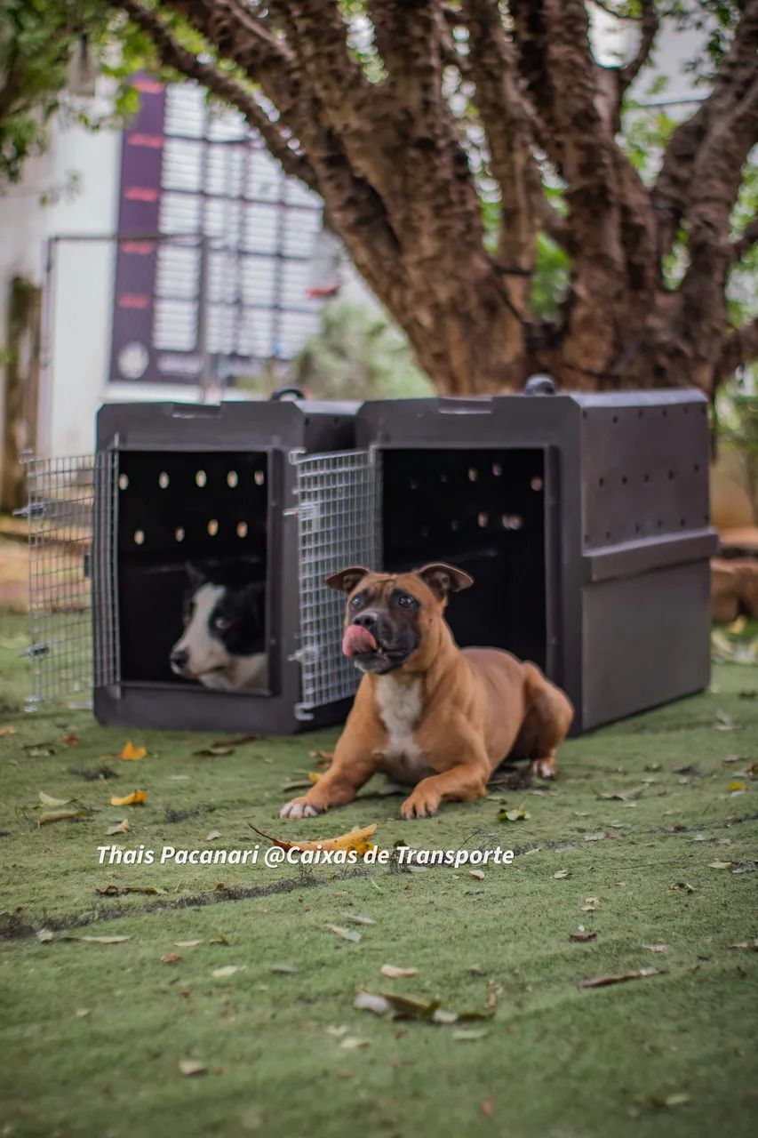 Caixa de Transporte PET