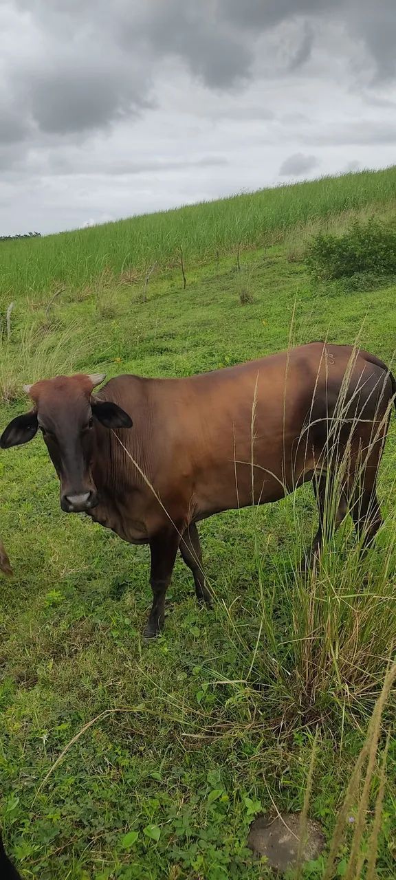 Vende se um lote 11 cabeça de gado  - Foto 6