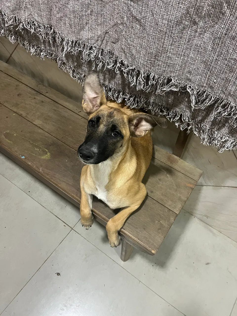 Doação  - Foto 4