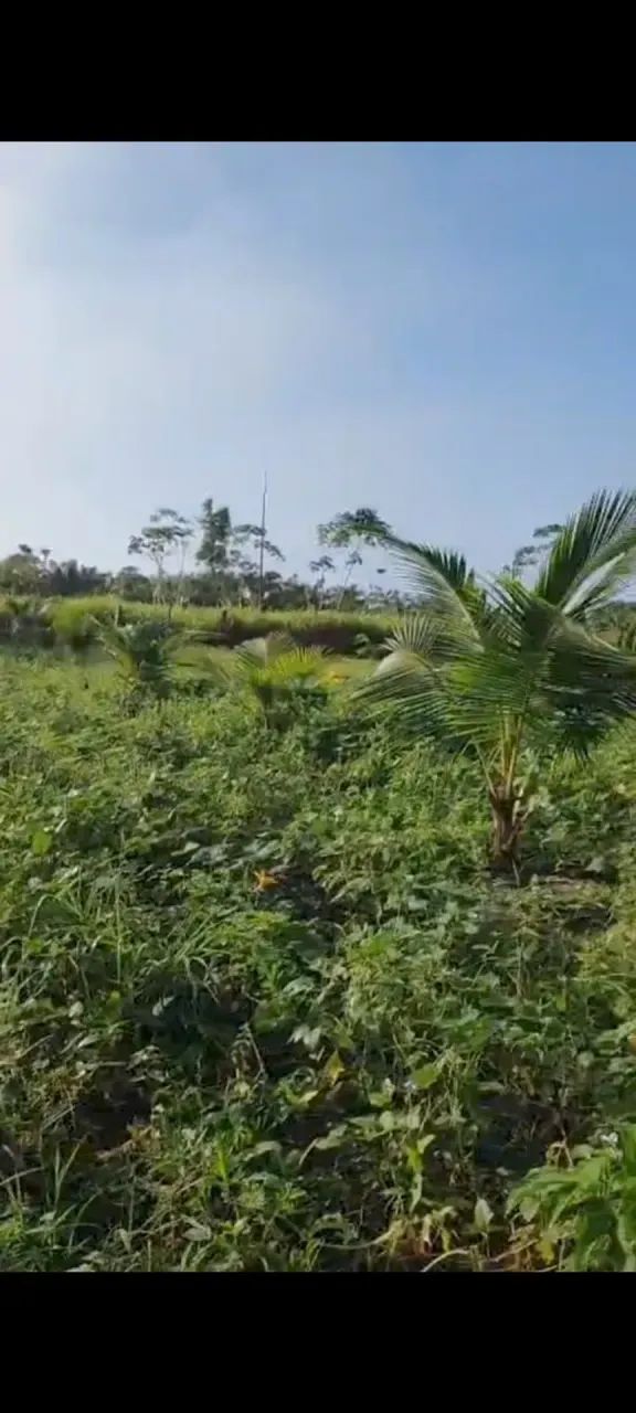 FAZENDA À VENDA  70 HECTARES | CANTÁ  RR - Foto 5