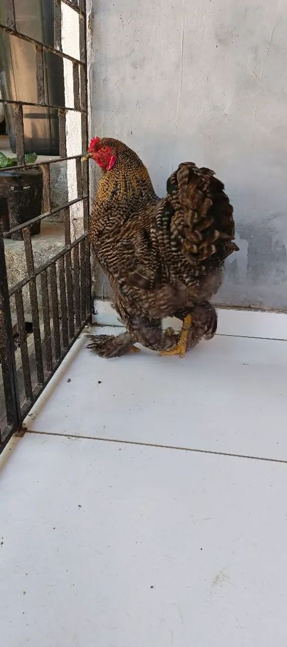 Brahma Barrado 