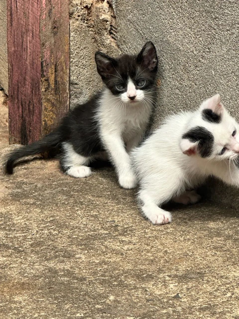 Doação de gatos  - Foto 3