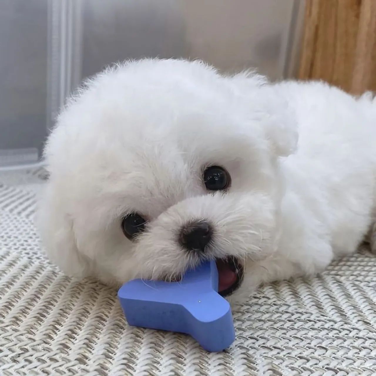 Poodle n°1 p AP macho - Foto 2