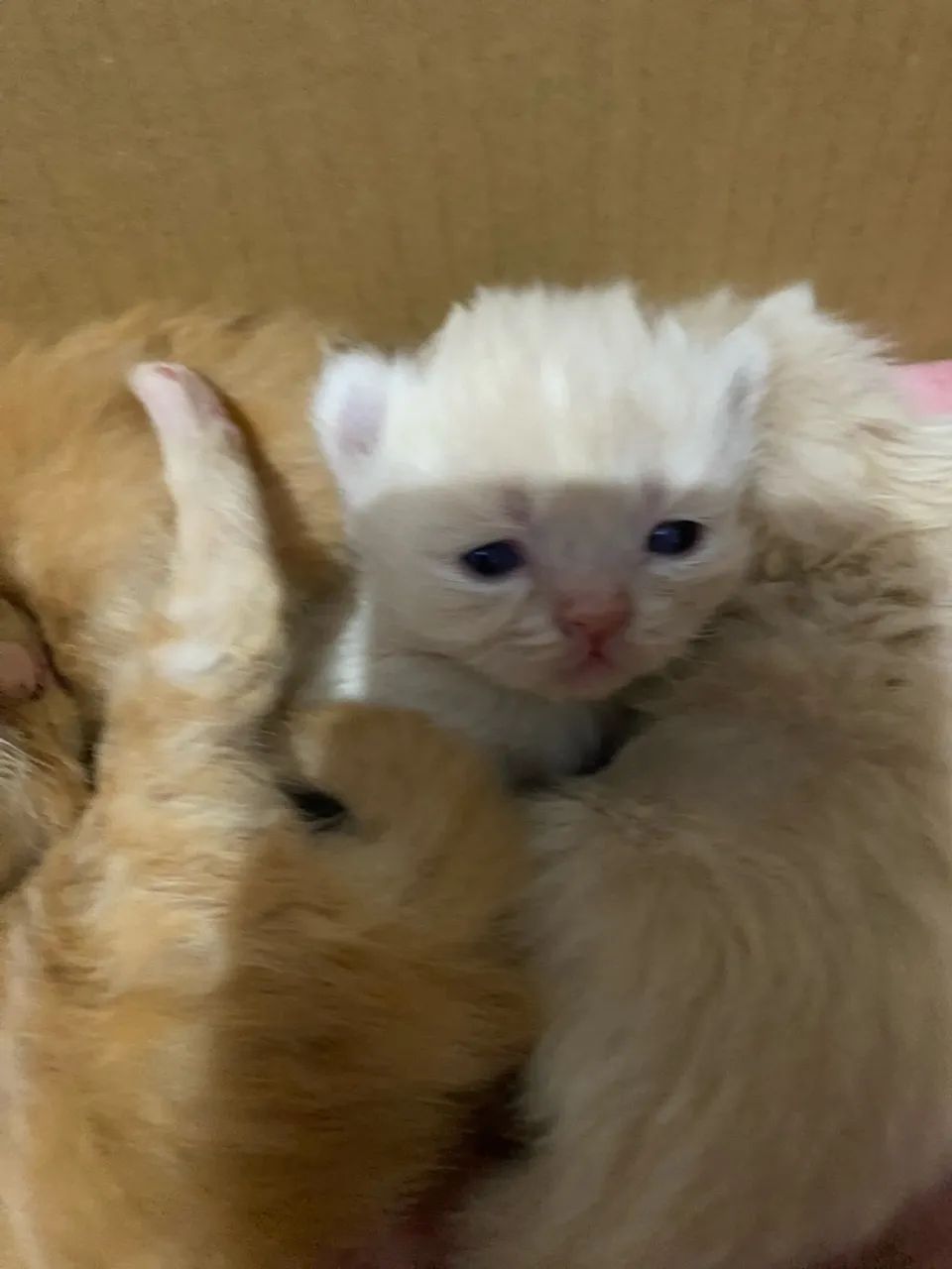 Gatos persa show  - Foto 3