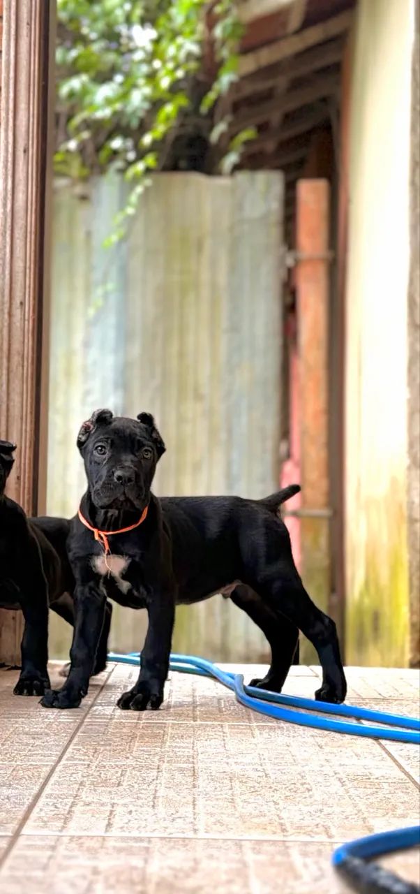 Cane corso macho - Foto 4