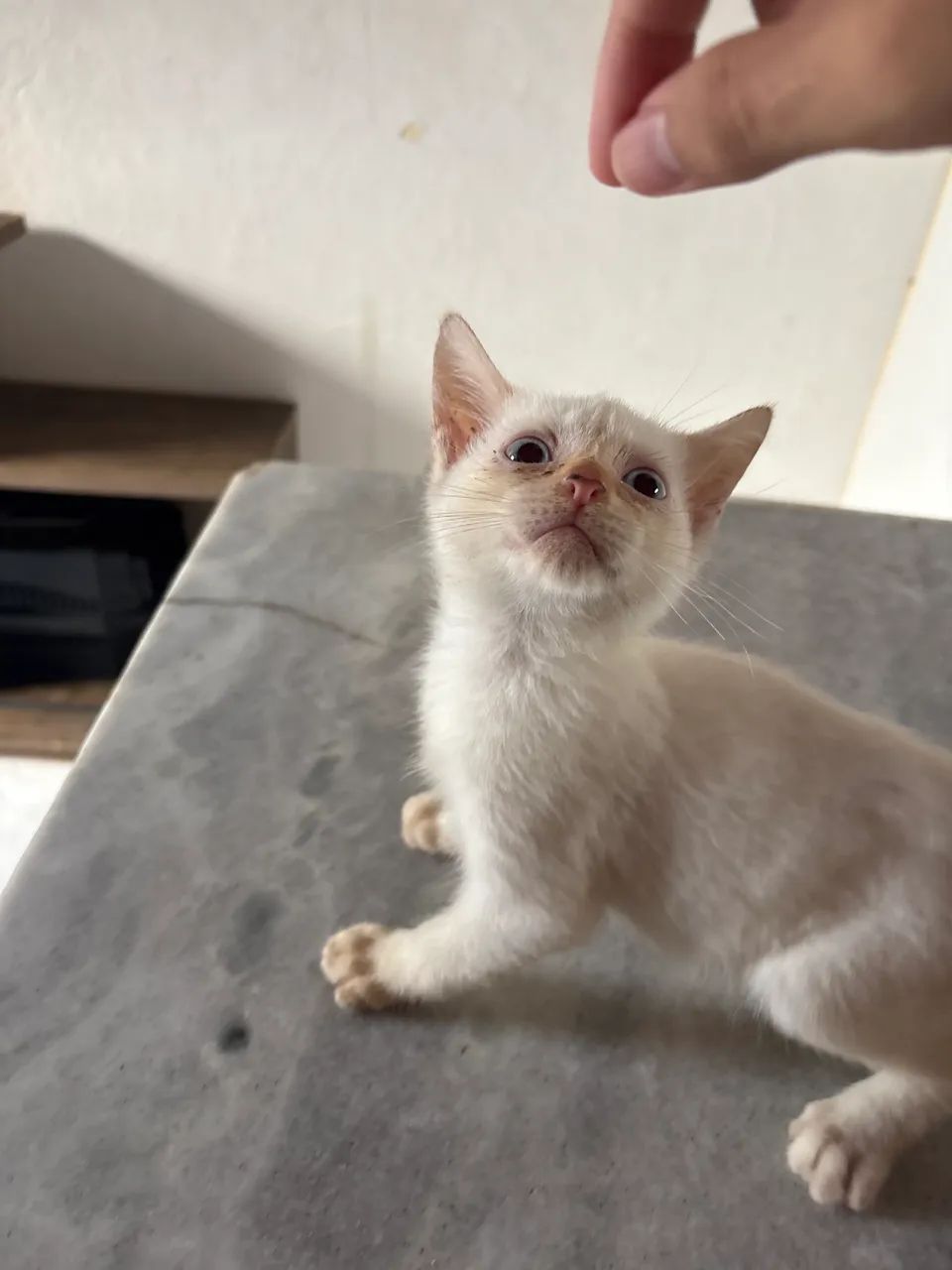 4 Gatas F êmeas para adoção  - Foto 2