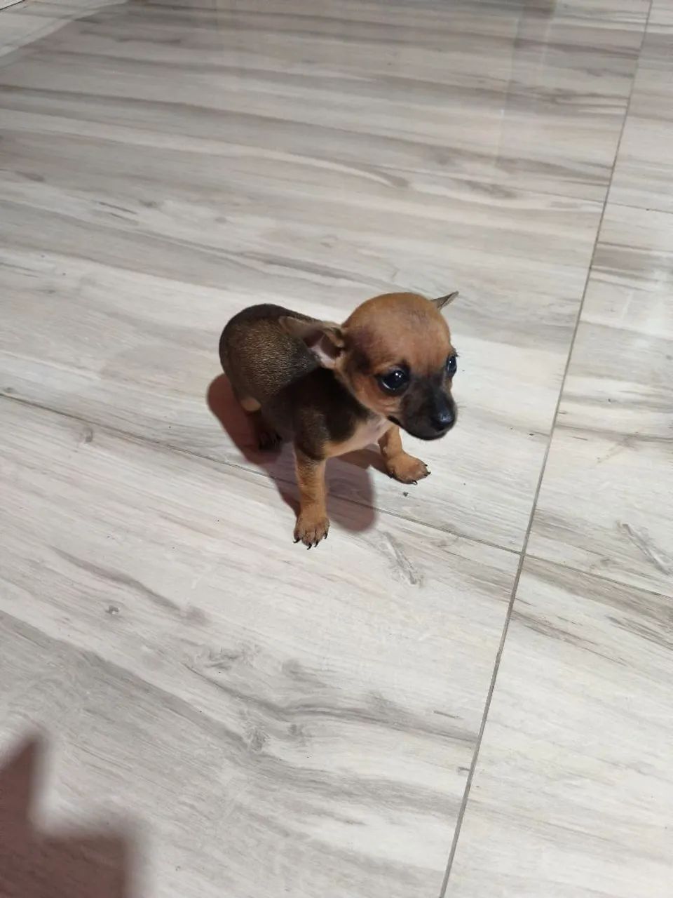 Pinscher zero machos - Foto 4